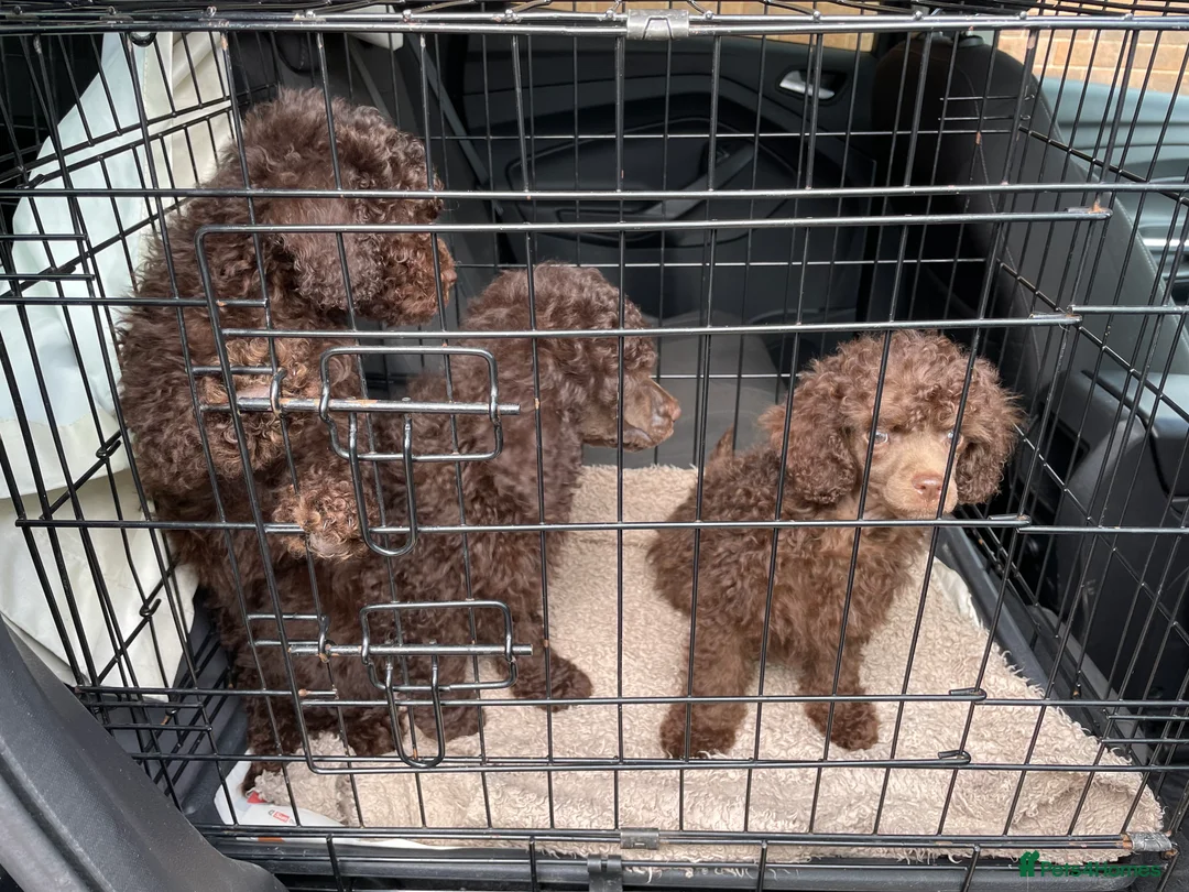 Miniature Poodle dogs for stud: Kc chocolate miniature poodle in Wakefield - Advert 12