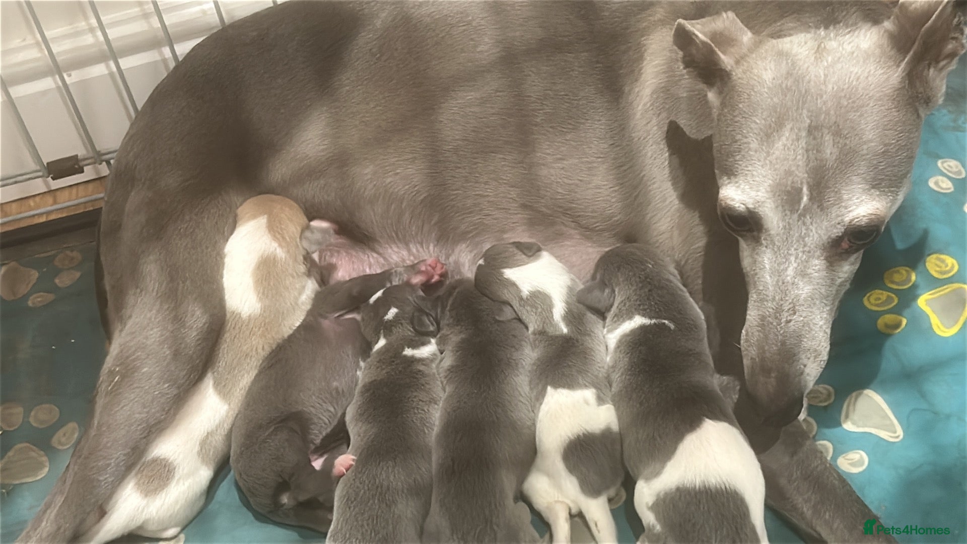 Whippet dogs Pedigree whippet puppies  - Advert 3