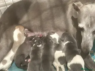 Whippet dogs Pedigree whippet puppies - Advert 1