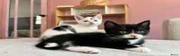 Mixed Breed cats for sale: 4 lovely kittens ready for their new homes  - Advert 3