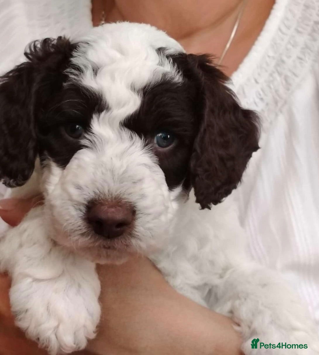 Goldendoodle dogs Best of Both Worlds • Goldendoodle x Cockapoo Boys - Advert 1