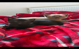 Burmese cats for sale: Burmese X Sisters  - Image 5
