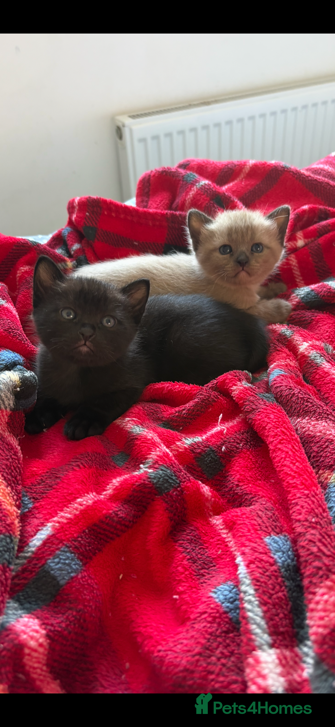 Burmese cats for sale: Burmese X Sisters  - Image 5