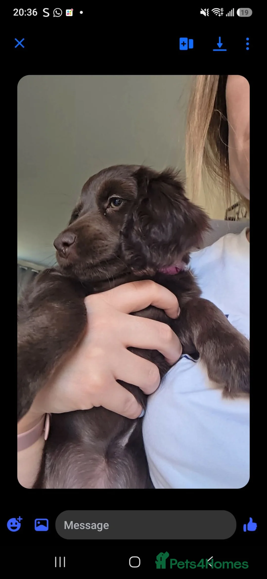 Cockapoo dogs for sale: Chocolate Cockapoo puppies- READY NOW - Advert 2