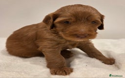 Australian Labradoodle dogs for sale: Australian Labradoodle Puppies  - Image 17