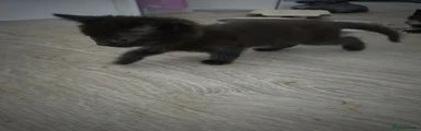 Mixed Breed 3