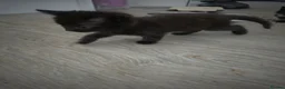 Mixed Breed cats for sale: Kittens for sale ready now  - Advert 8