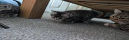 Mixed Breed cats for sale: 2 girls available  in Leicester - Advert 3