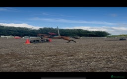 Irish Thoroughbred horses for sale: 16.1 Irish tb mare , 9 yr old  - Image 3