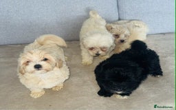 Maltipoo dogs for sale: Maltipoo puppies  - Image 1
