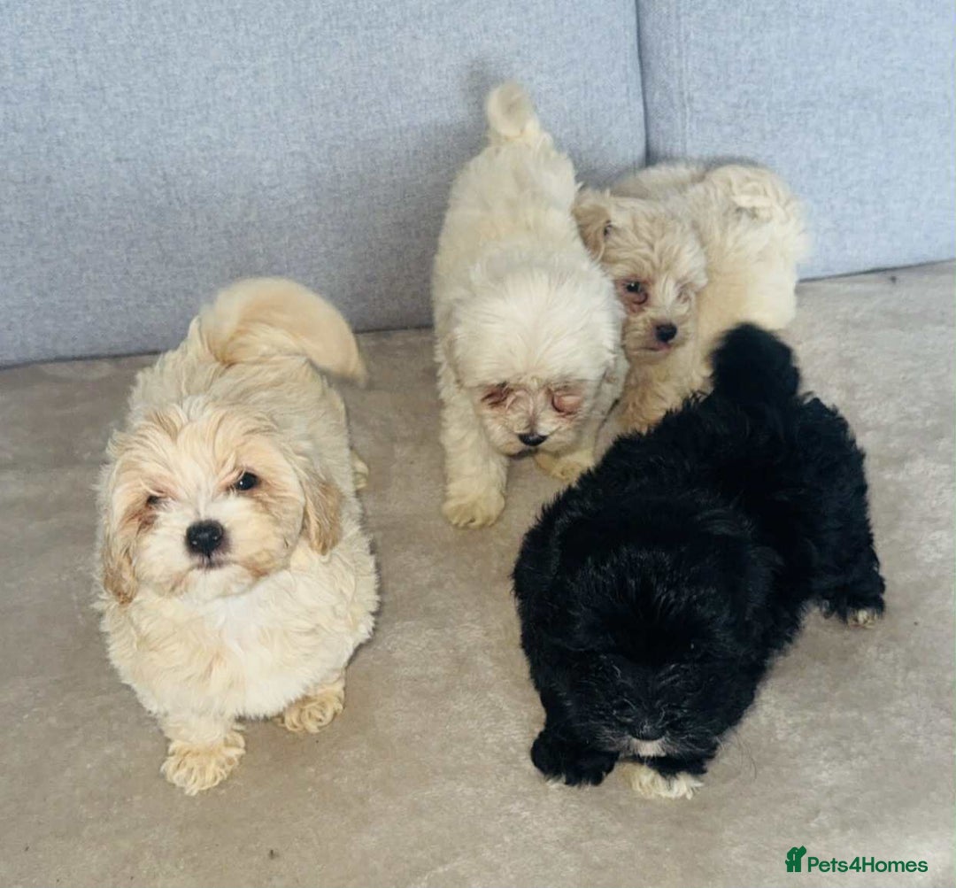 Maltipoo dogs for sale: Maltipoo puppies  - Image 1