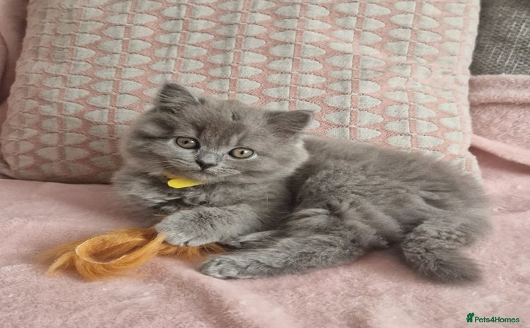 British Longhair cats - Advert 4