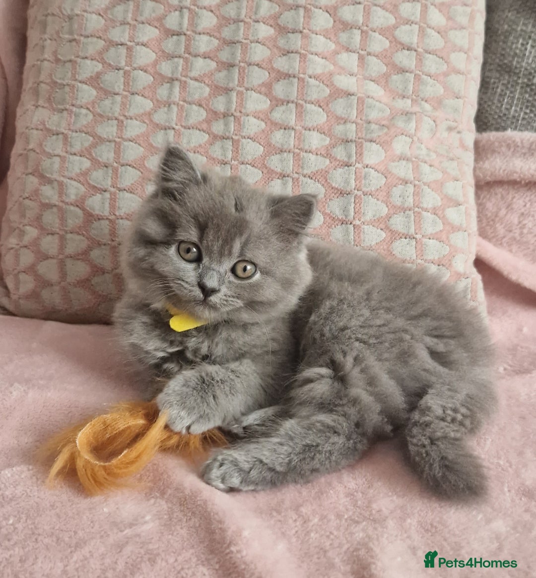 British Longhair cats for sale: ACTIVE REGISTERED BLH GIRL, GCCF, PEDIGREE - Image 1