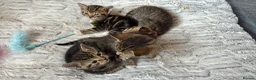 Mixed Breed cats for sale: Beautiful kittens  in Ipswich - Advert 11