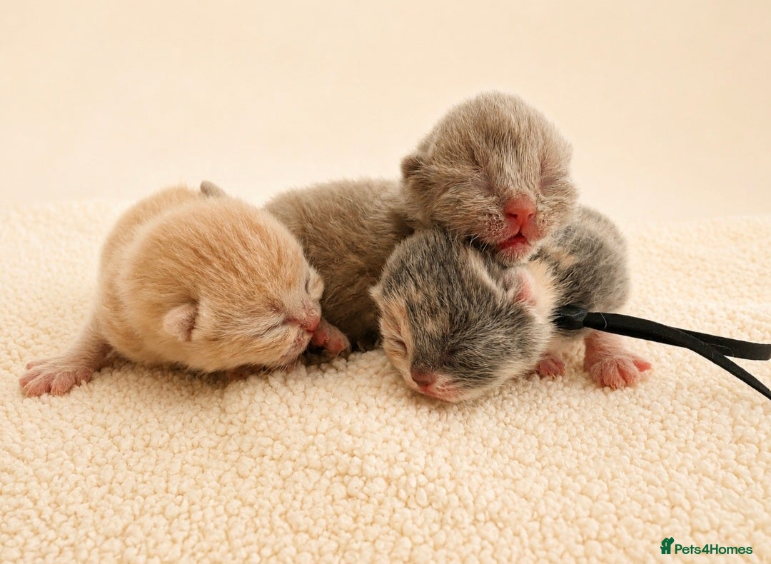 Brazilian Shorthair cats Exceptional quality British shorthair kittens  - Advert 1