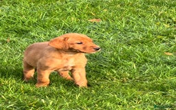 Labrador Retriever dogs for sale: Fox Red Labrador’s  - Advert 7