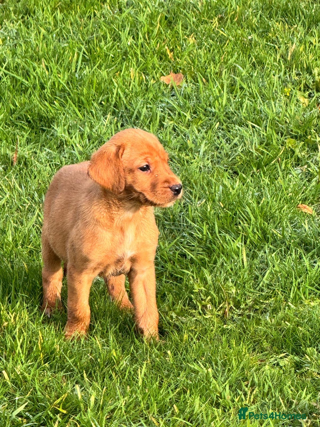 Labrador Retriever dogs for sale: Fox Red Labrador’s  - Advert 7