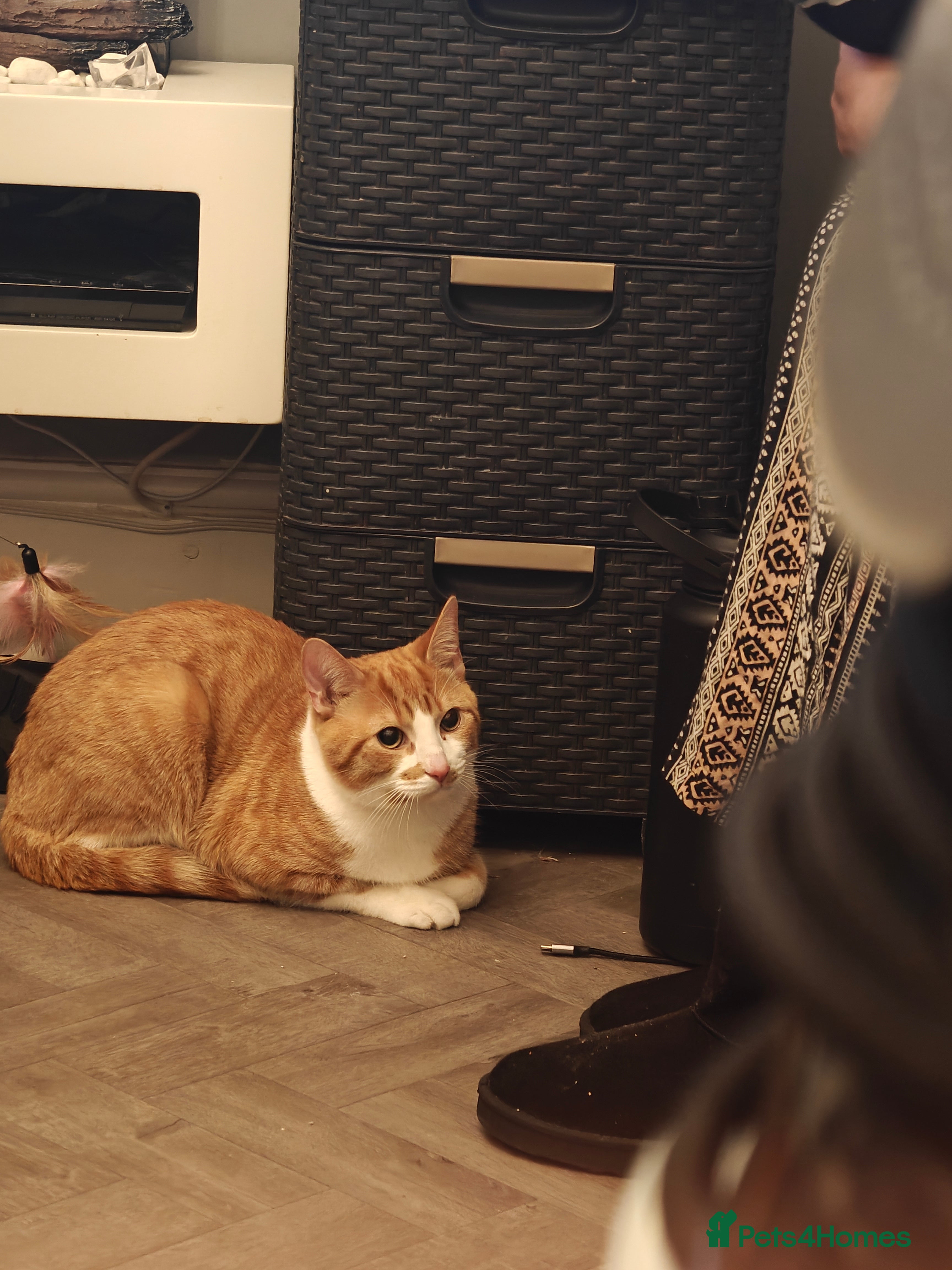 British Shorthair cats Male cat for sale - 9 months  - Advert 1