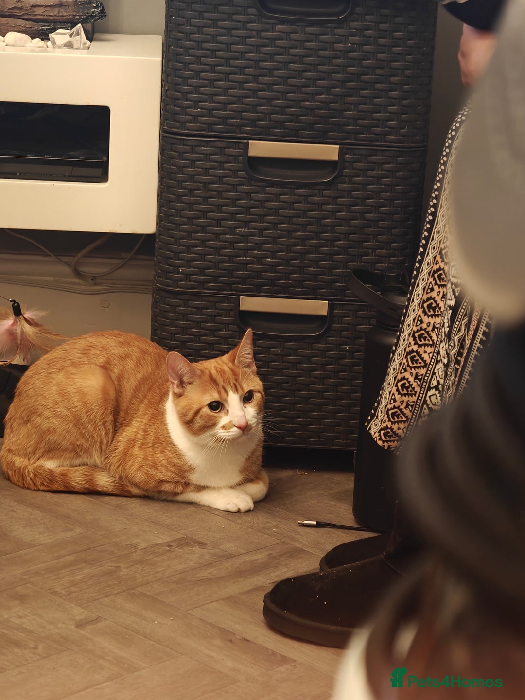 British Shorthair cats for sale: Male cat for sale - 9 months  - Advert 1