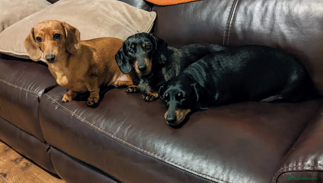 Miniature Dachshund dogs for sale: smooth miniature dachshund   - Advert 6