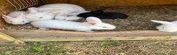 New Zealand rabbits for sale: Rabbits for sale  - Advert 10