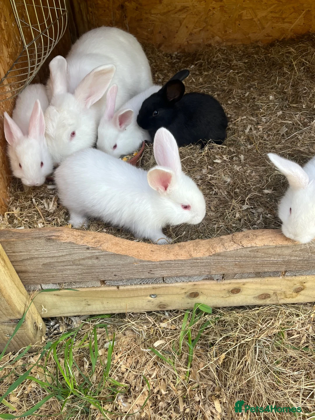 New Zealand rabbits for sale: Rabbits for sale  - Advert 10