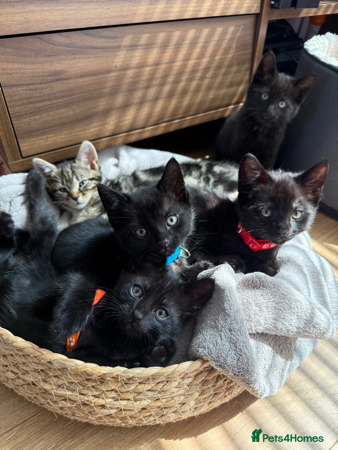 Mixed Breed cats for sale: 3 Black Male Kittens ready to leave now  - Advert 2