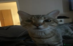 Mixed Breed cats for sale: Greg (sausage roll)  - Image 3