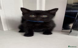 Arabian Mau cats for sale: Stunning British Short Hair Mix Breed Kittens  - Image 5