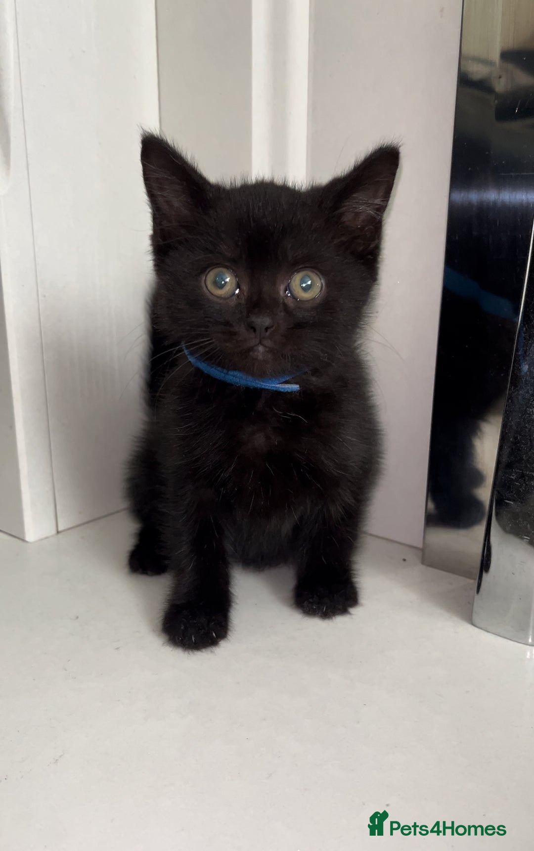 Arabian Mau cats for sale: Stunning British Short Hair Mix Breed Kittens  - Image 5
