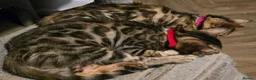 Bengal cats for sale: Prince and princesses seeking human slaves - Advert 22