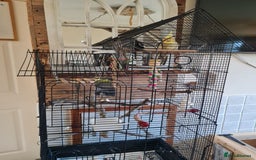 Cockatiels birds for sale: Hand tame cockatiels with cage - Image 3