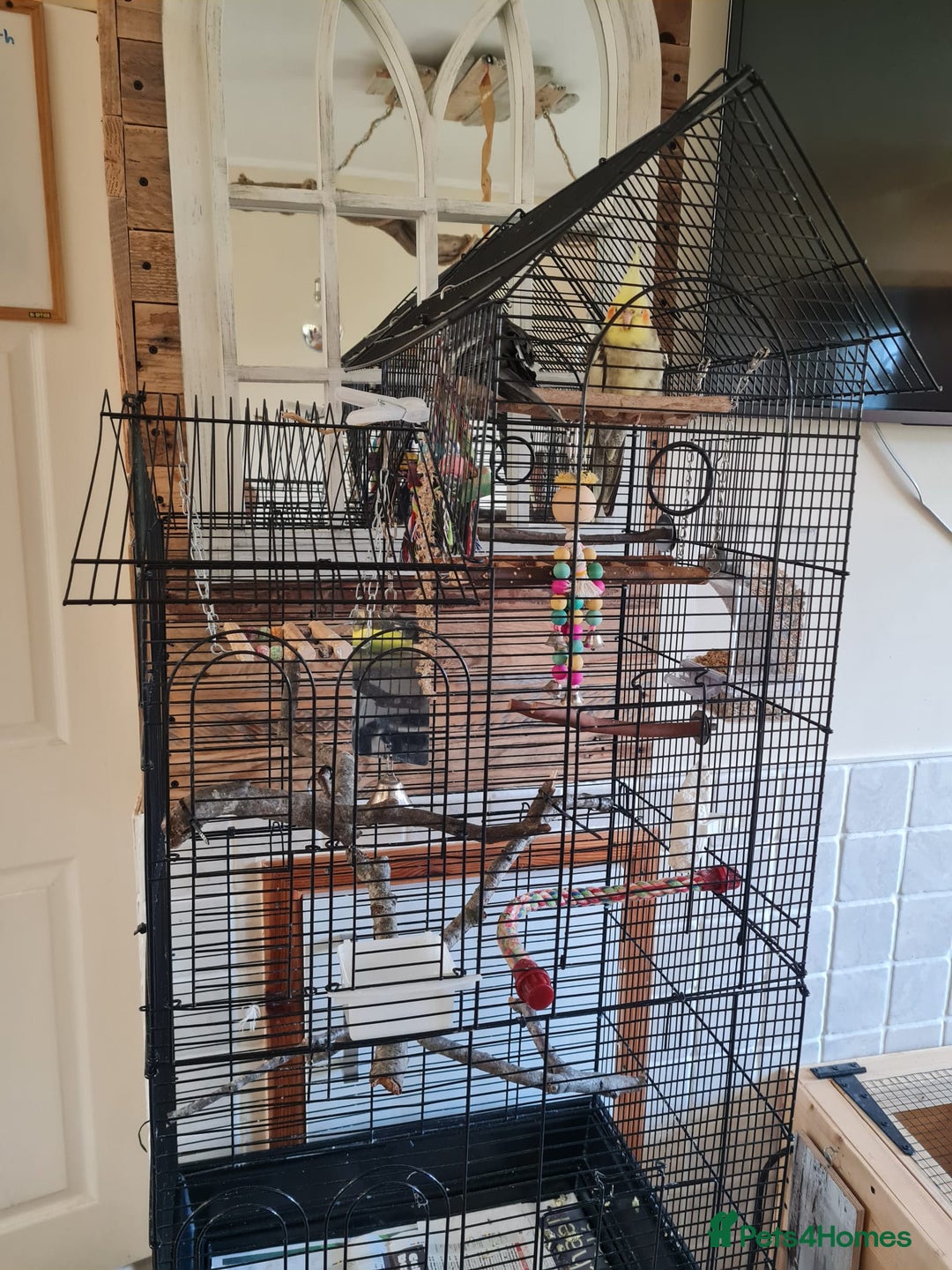 Cockatiels birds for sale: Hand tame cockatiels with cage - Image 3