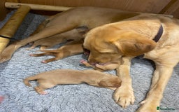 Labrador Retriever dogs for sale: Gorgeous KC registered Labrador Puppies  - Image 15