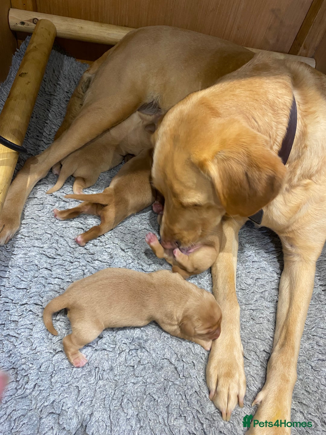 Labrador Retriever dogs for sale: Gorgeous KC registered Labrador Puppies  - Image 15