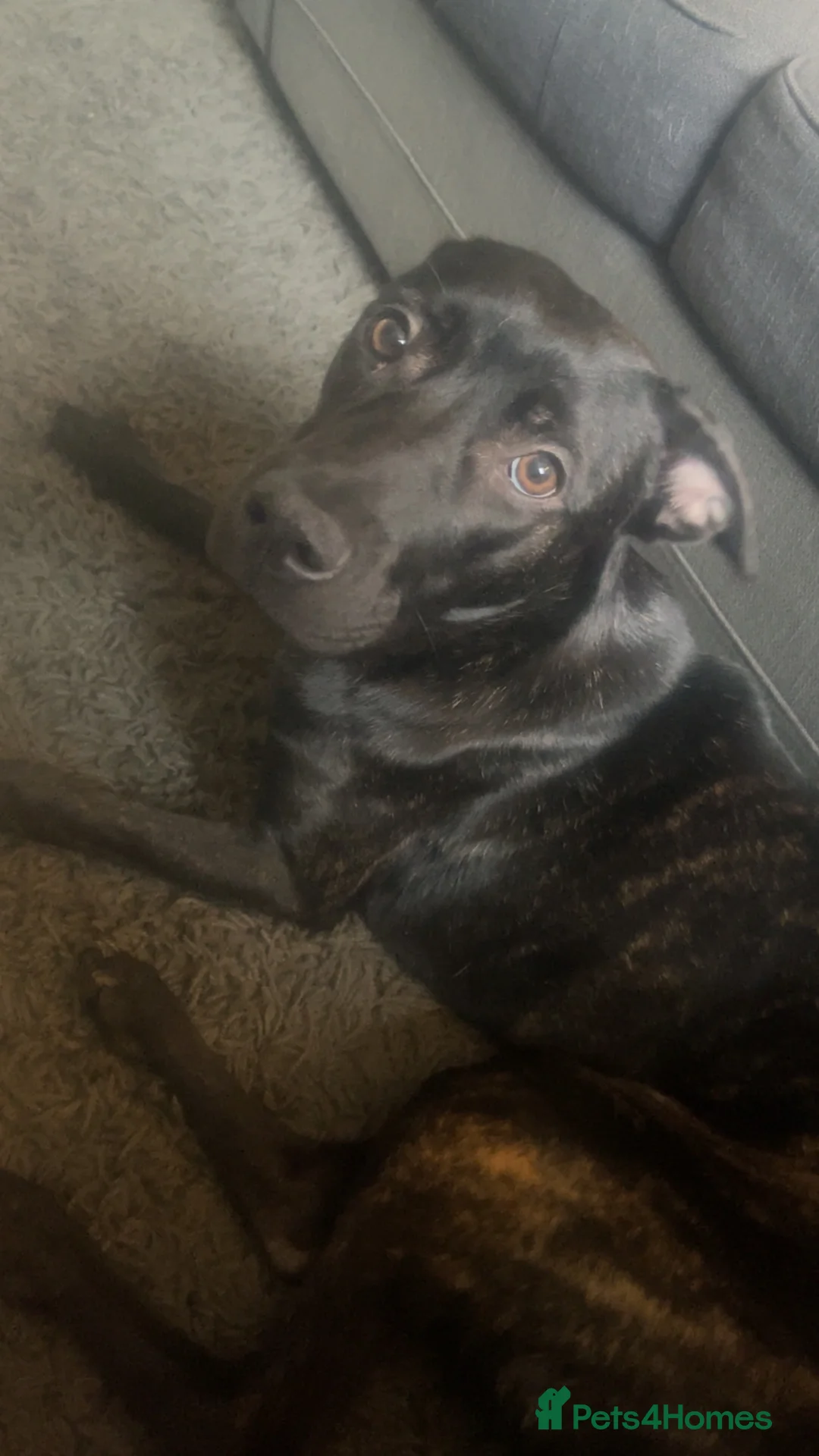 Mixed Breed dogs for sale: Rottweiler cross sharpei  - Advert 1