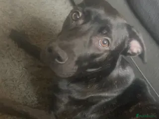 Mixed Breed dogs Rottweiler cross sharpei - Advert 1