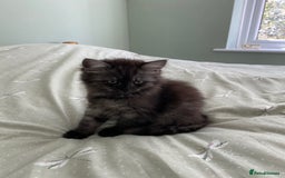 Mixed Breed cats for sale: Beautiful ghost grey kittens  - Image 6