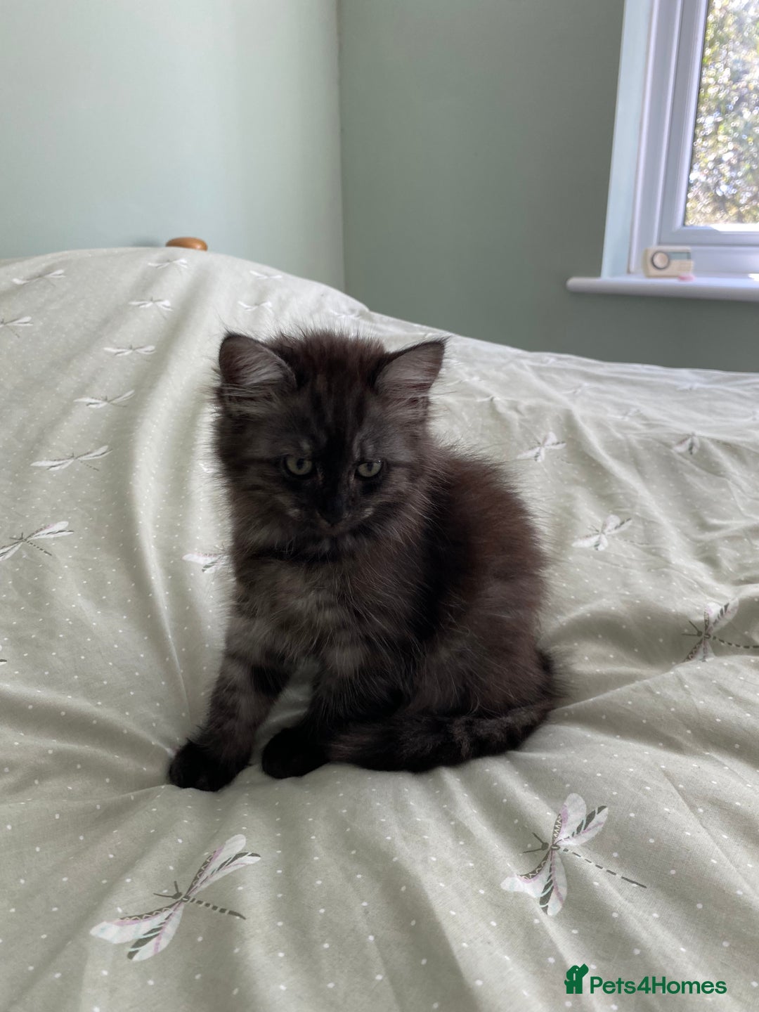 Mixed Breed cats for sale: Beautiful ghost grey kittens  - Image 6