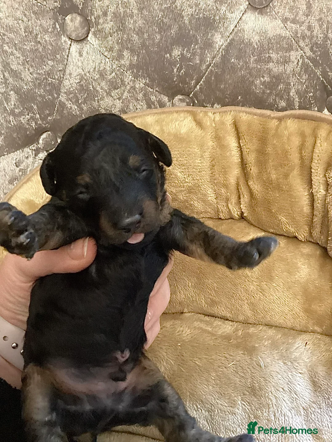 Toy Poodle dogs for sale: Toy Poodle puppies KC reg heath and DNA clear - Advert 2