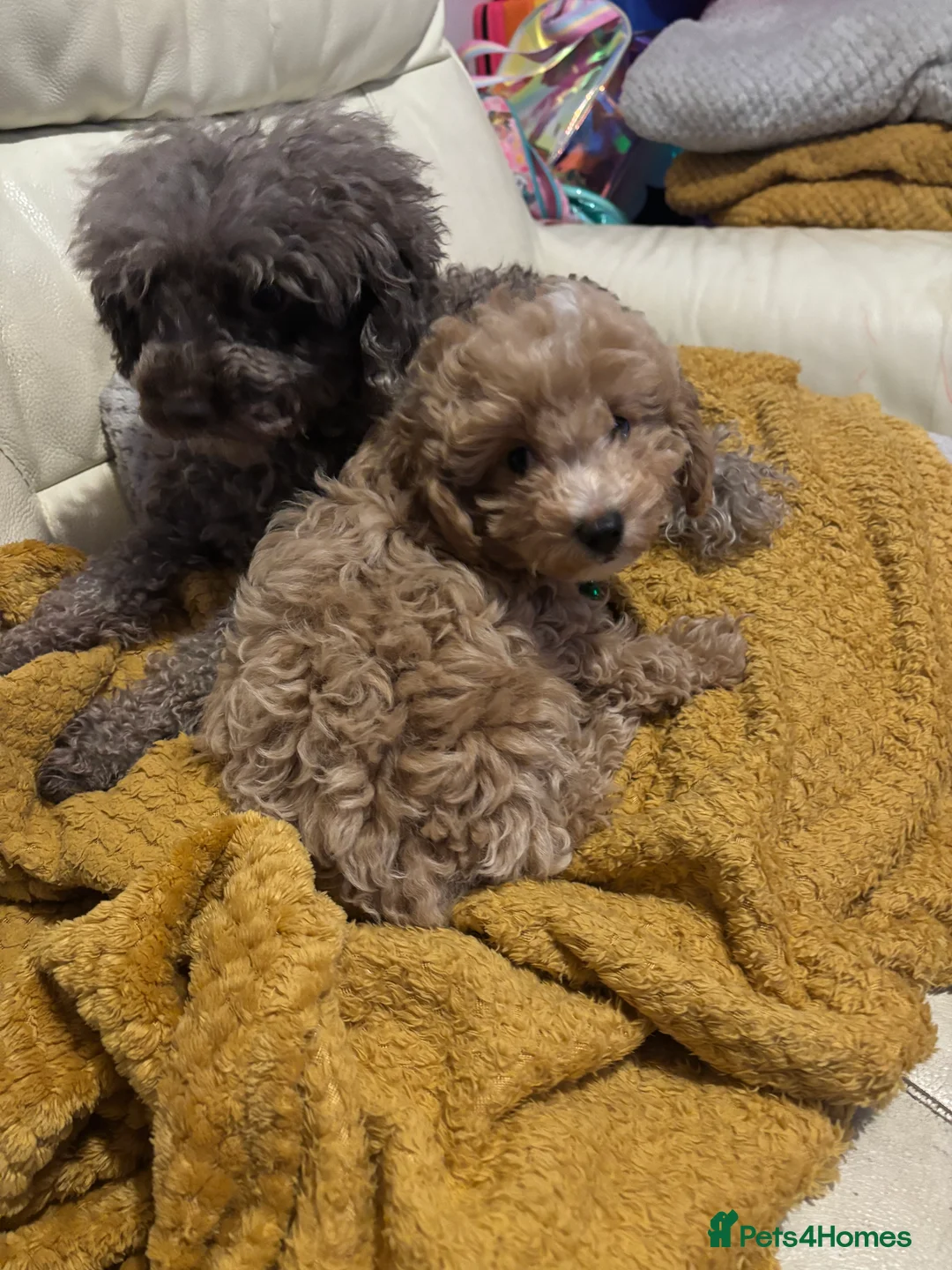 Toy Poodle dogs for sale: Toy puddles  - Advert 11