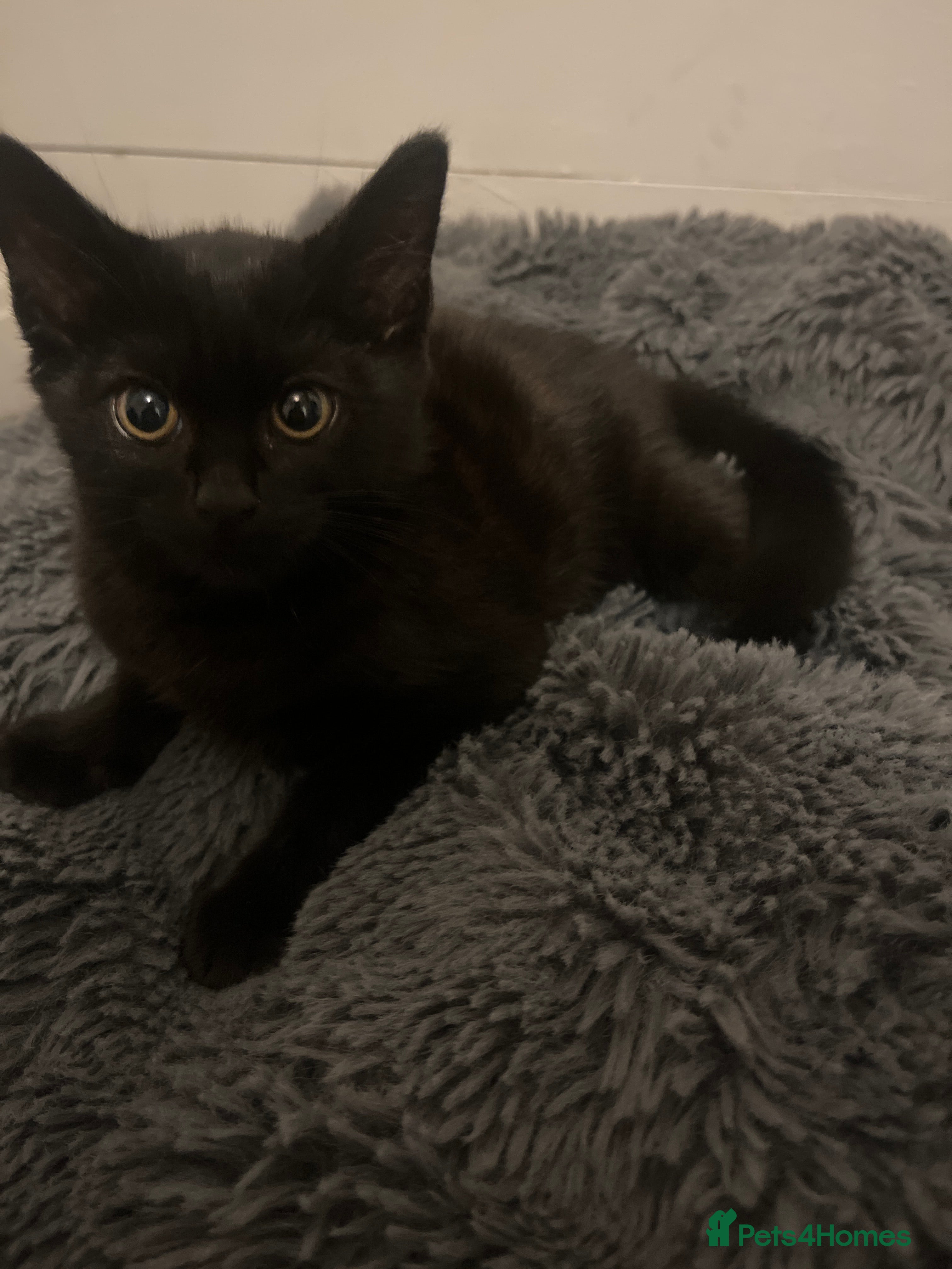 Mixed Breed cats Beautiful Black Kitten Looking for a Loving Home - Advert 16