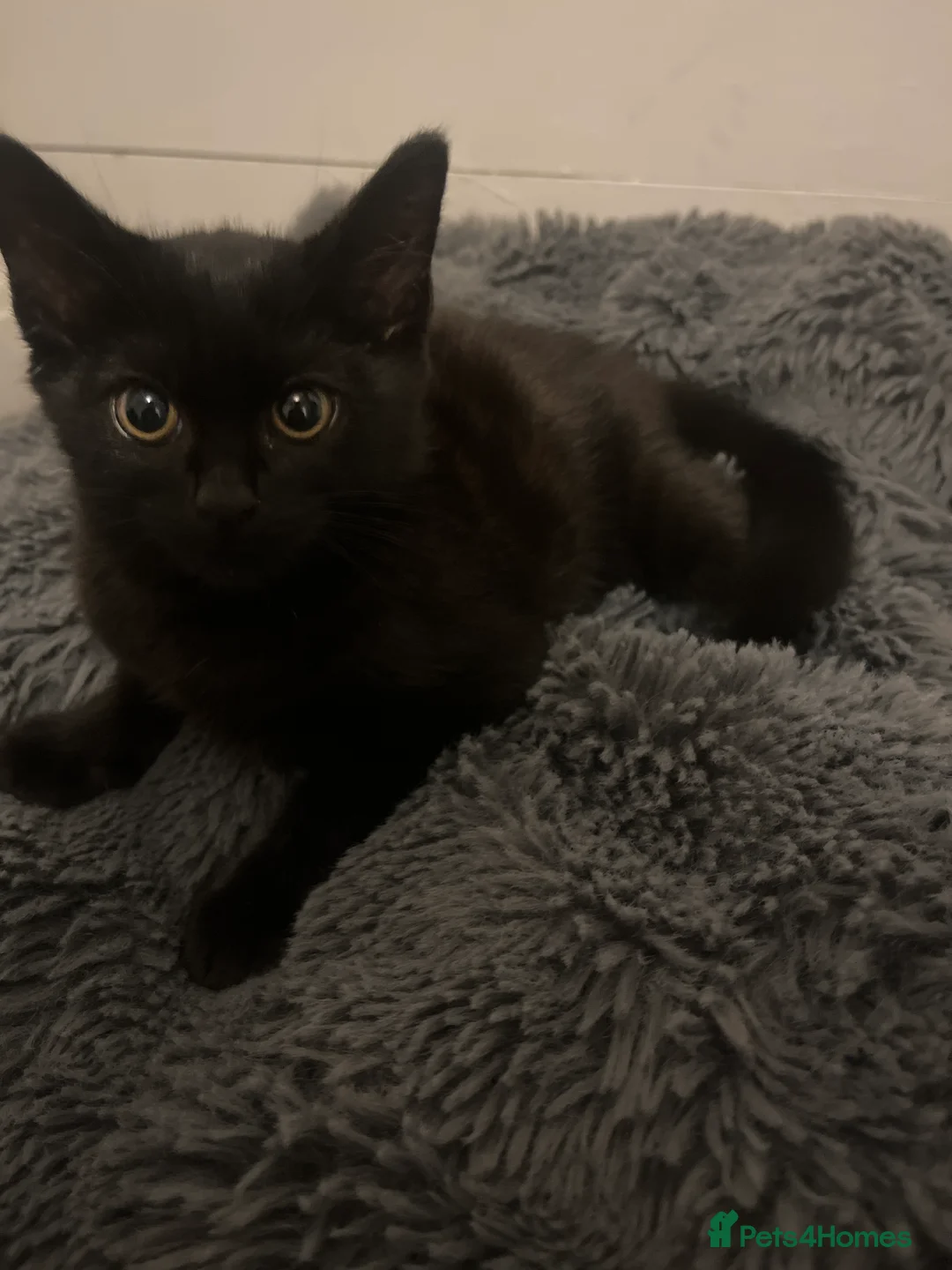 Mixed Breed cats for sale: Beautiful Black Kitten Looking for a Loving Home - Advert 2