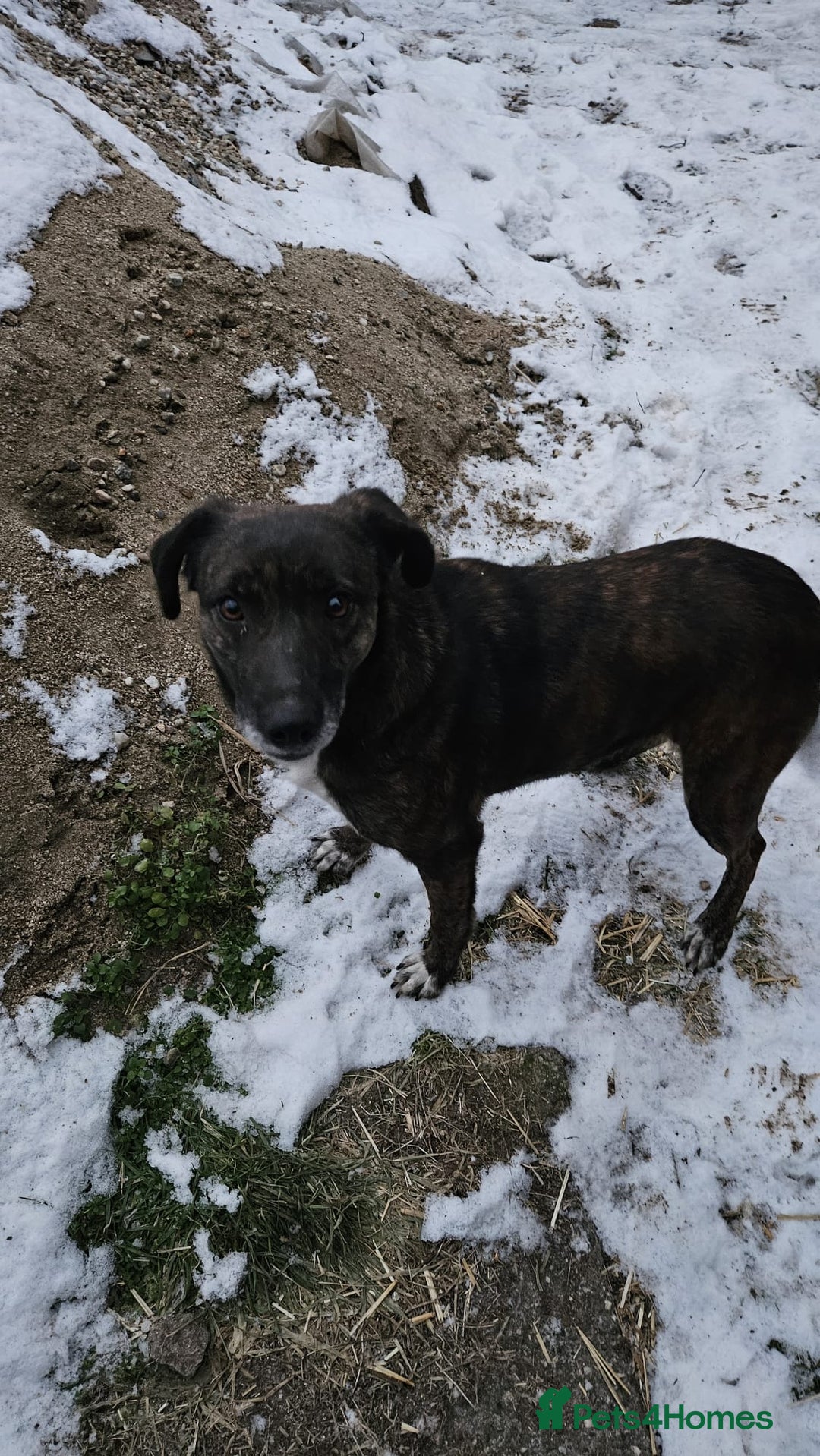 Mixed Breed dogs for adoption: LOLA – Gentle Soul, Bright Eyes & Pure Devotion🤍 - Advert 20