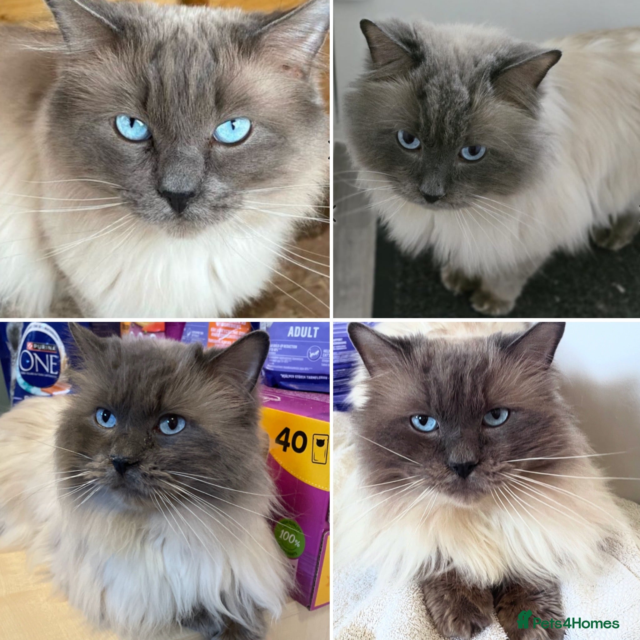Ragdoll cats 🏆Gccf/TICA CARRYING CHOCOLATE  gccf ragdoll stud  in Merthyr Tydfil - Advert 12