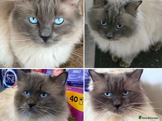 Ragdoll cats in Merthyr Tydfil - Advert 19