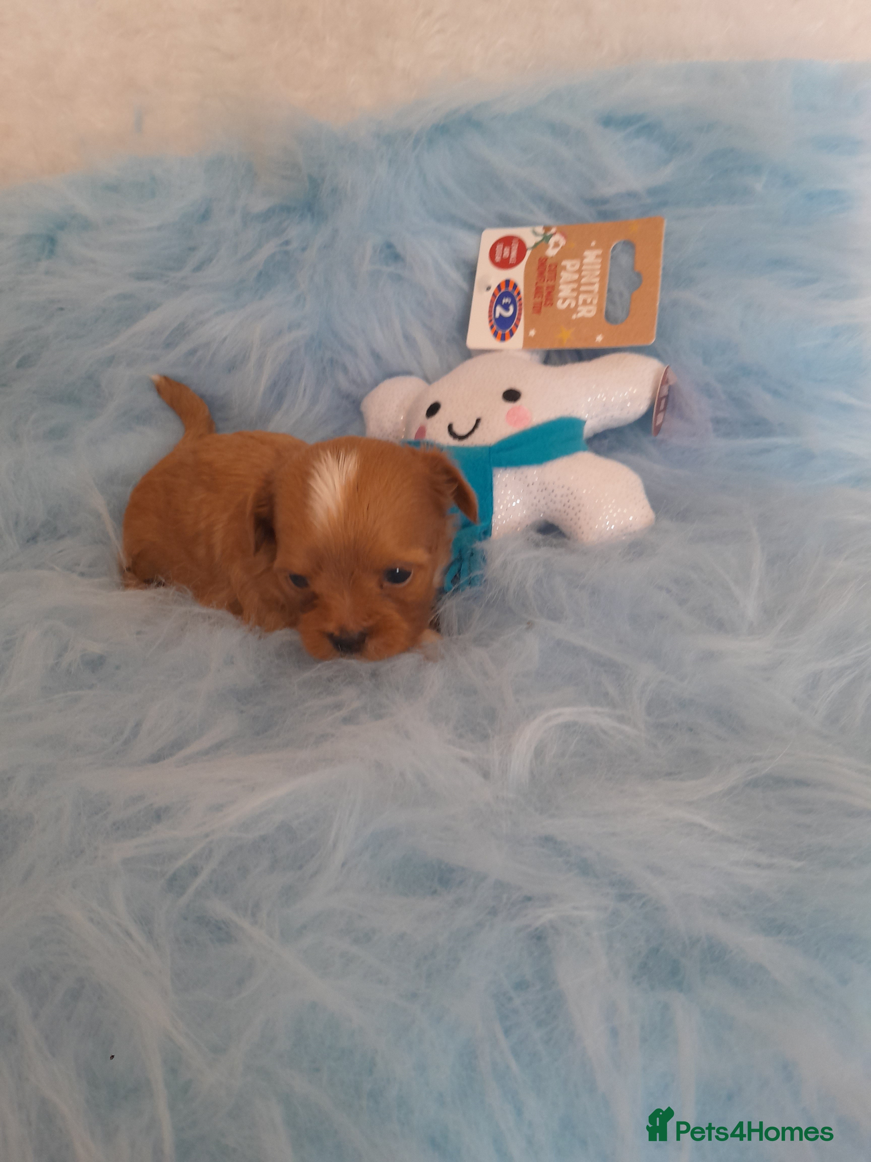 Maltipoo dogs Extensively DNA clear ASIAN maltipoo - Advert 2