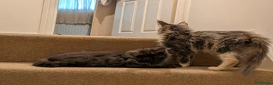 Maine Coon 6