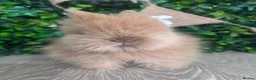 Lionhead rabbits for sale: BEAUTIFUL BABY LIONHEAD BUNNIES  - Advert 4