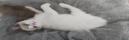 Ragdoll cats for sale: RAGDOLL BICOLOUR GIRL BLUE EYES READY NOW  - Advert 2